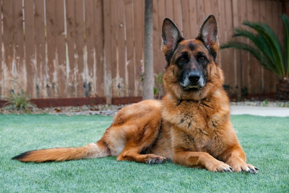 Guard Dog Security