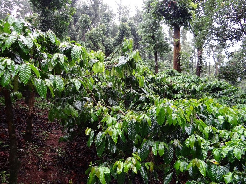 Cardamom Plantation Walk (Nearby Attraction)